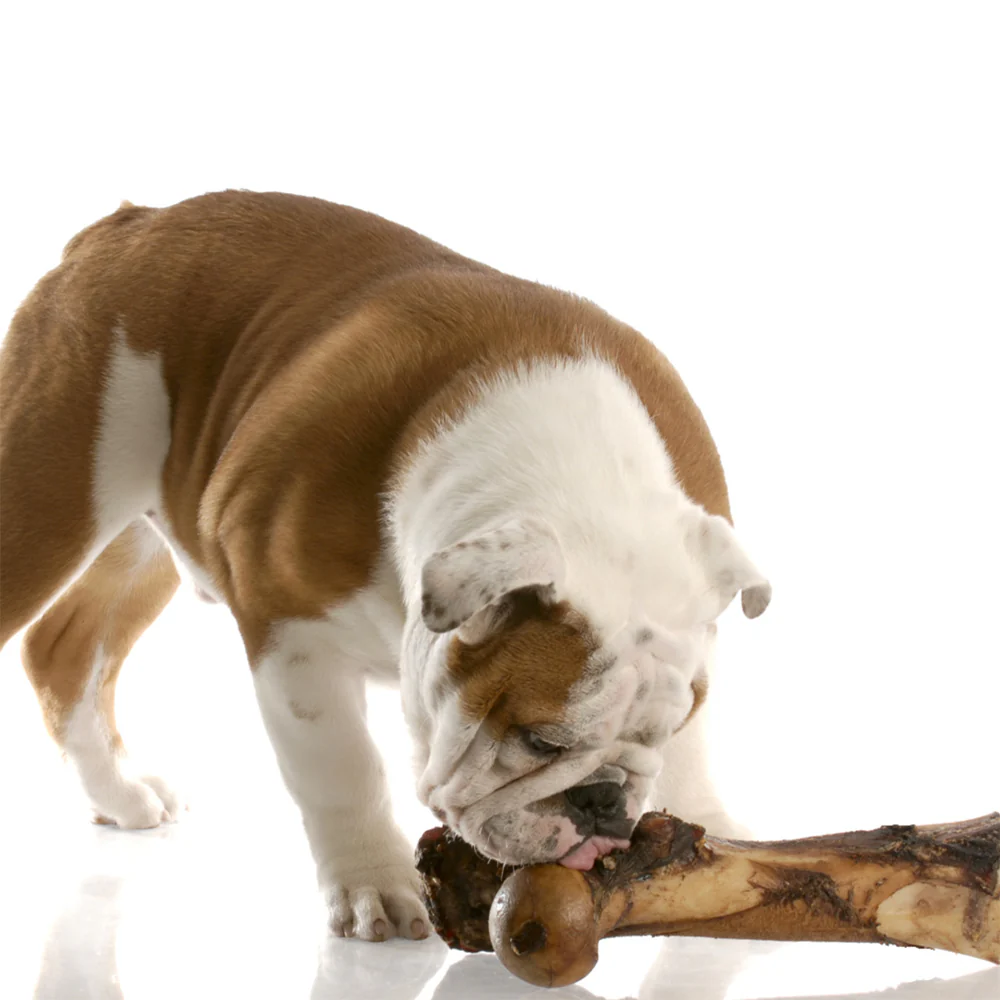 AUSTRALIAN Beef Bone Dog Treat 1pcs - Image 2