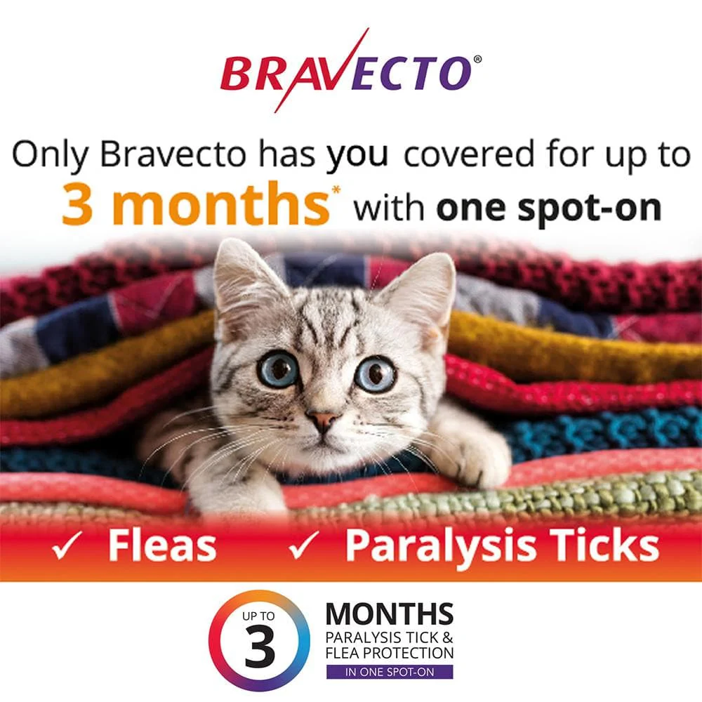 BRAVECTO Flea and Tick Management for large cats (6.25-12.5kg) 2 pipettes - Image 4