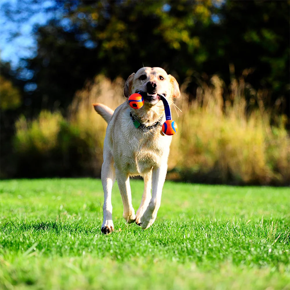 CHUCKIT! Ultra Duo Tug Medium Rubber Bouncy Durable Fetch Dog Toy Diameter - Image 7