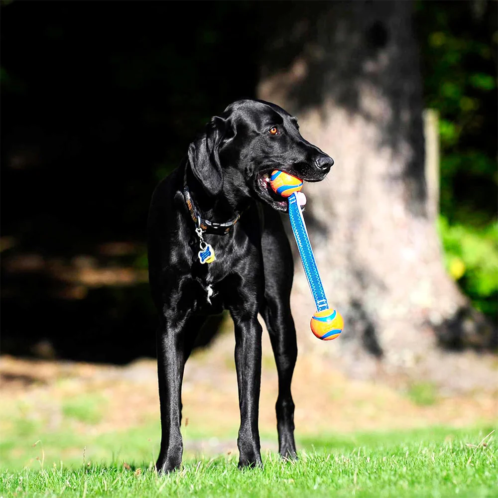 CHUCKIT! Ultra Duo Tug Medium Rubber Bouncy Durable Fetch Dog Toy Diameter - Image 8