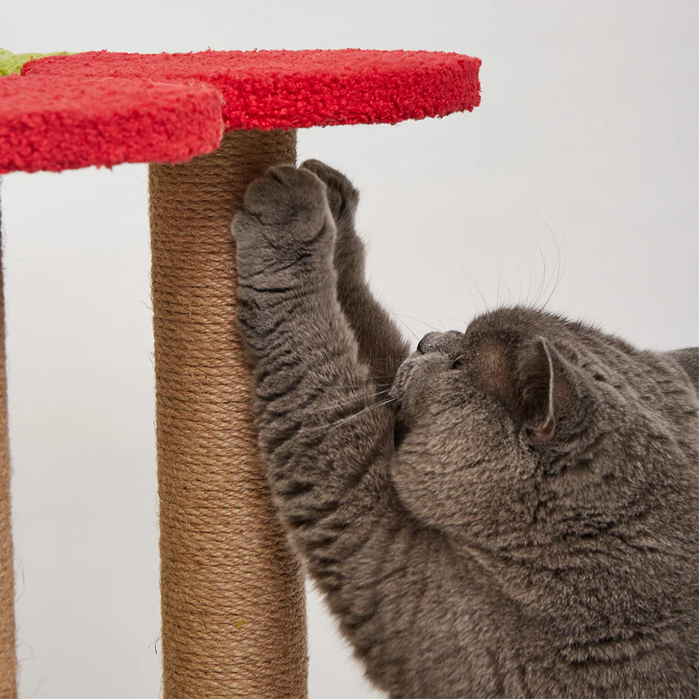 FOFOS Fruity Cat Scratching Tower - Image 6
