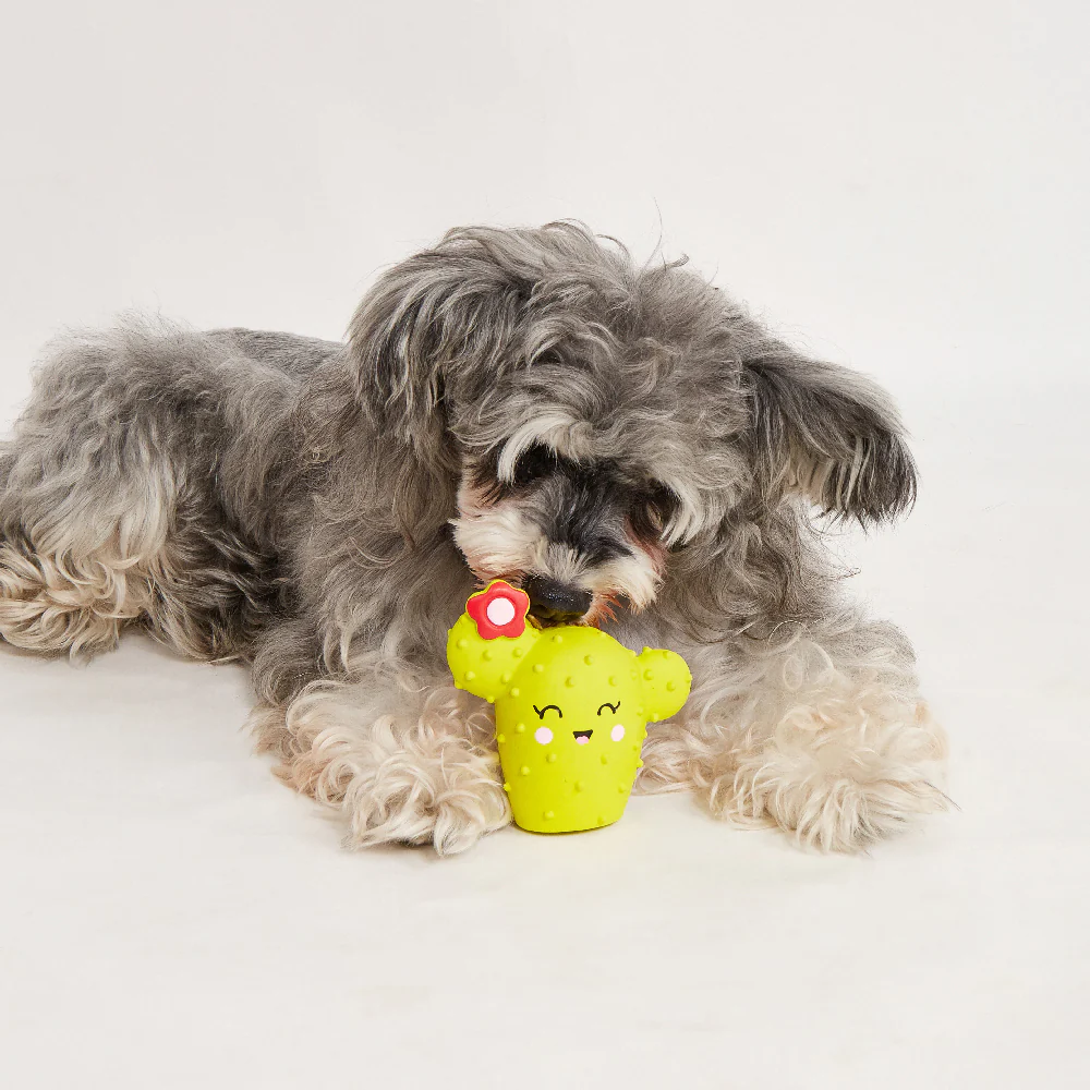 FOFOS Summer Latex Squeaky Dog Toy 3pcs - Image 4