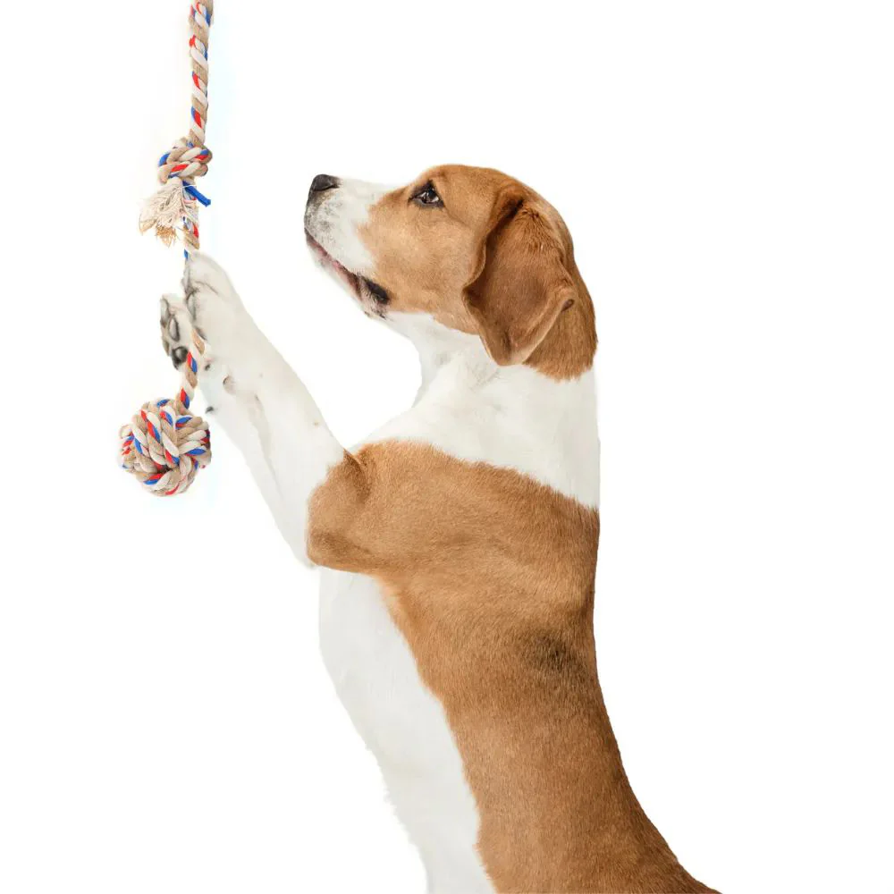 FOFOS Teething Flossy With Ball Rope Dog Toy - Image 3