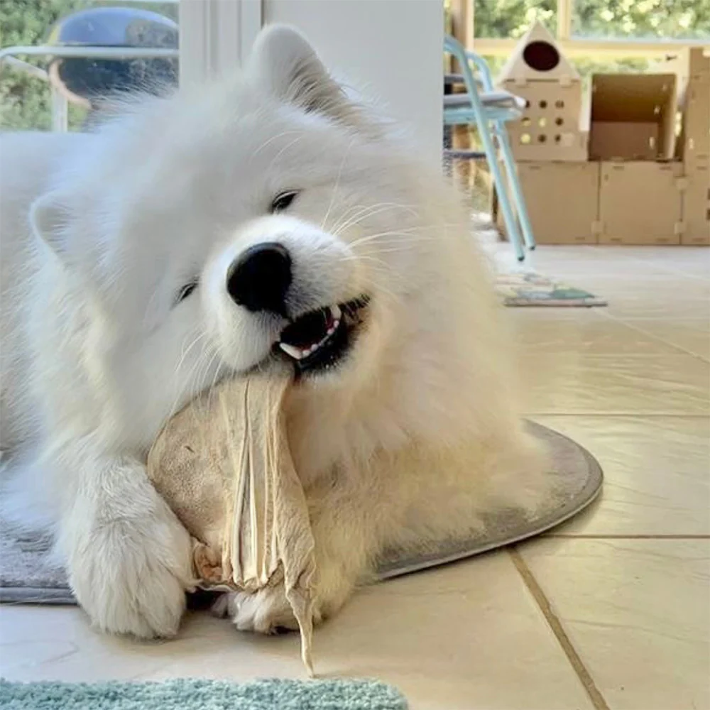 FREEZY PAWS Pig Ear Jumbo Size Dogs & Cats Treats 3pk - Image 5