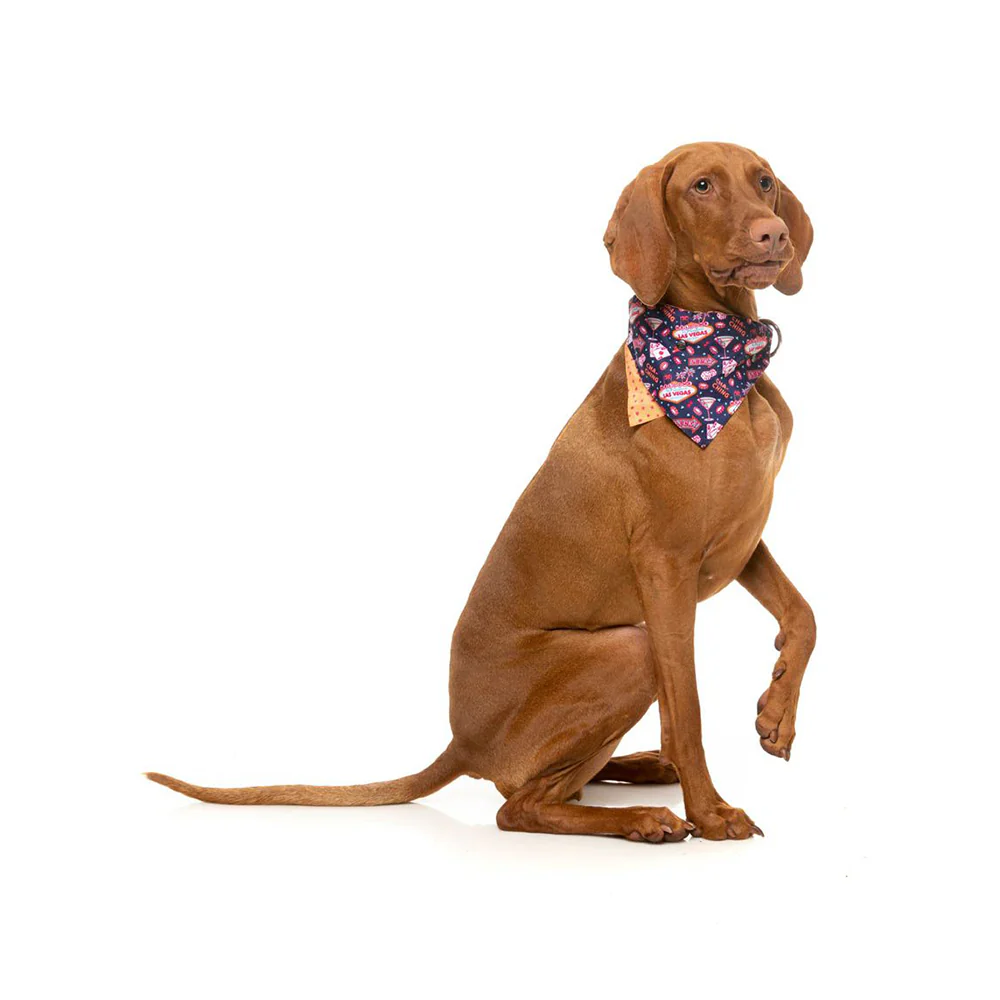 FUZZYARD Jackpup Bandana for Medium and Large Dogs - Image 3