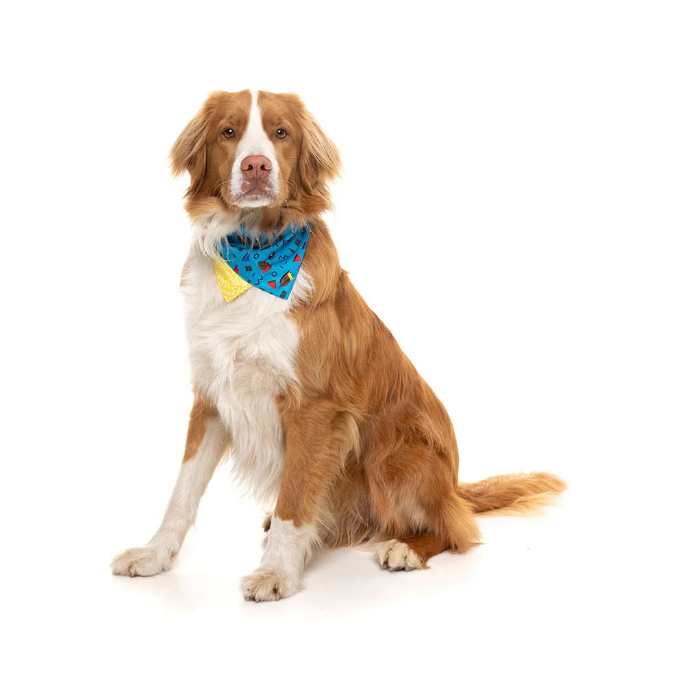 FUZZYARD Kings Of Gold School Bandana for Medium and Large Dogs - Image 3