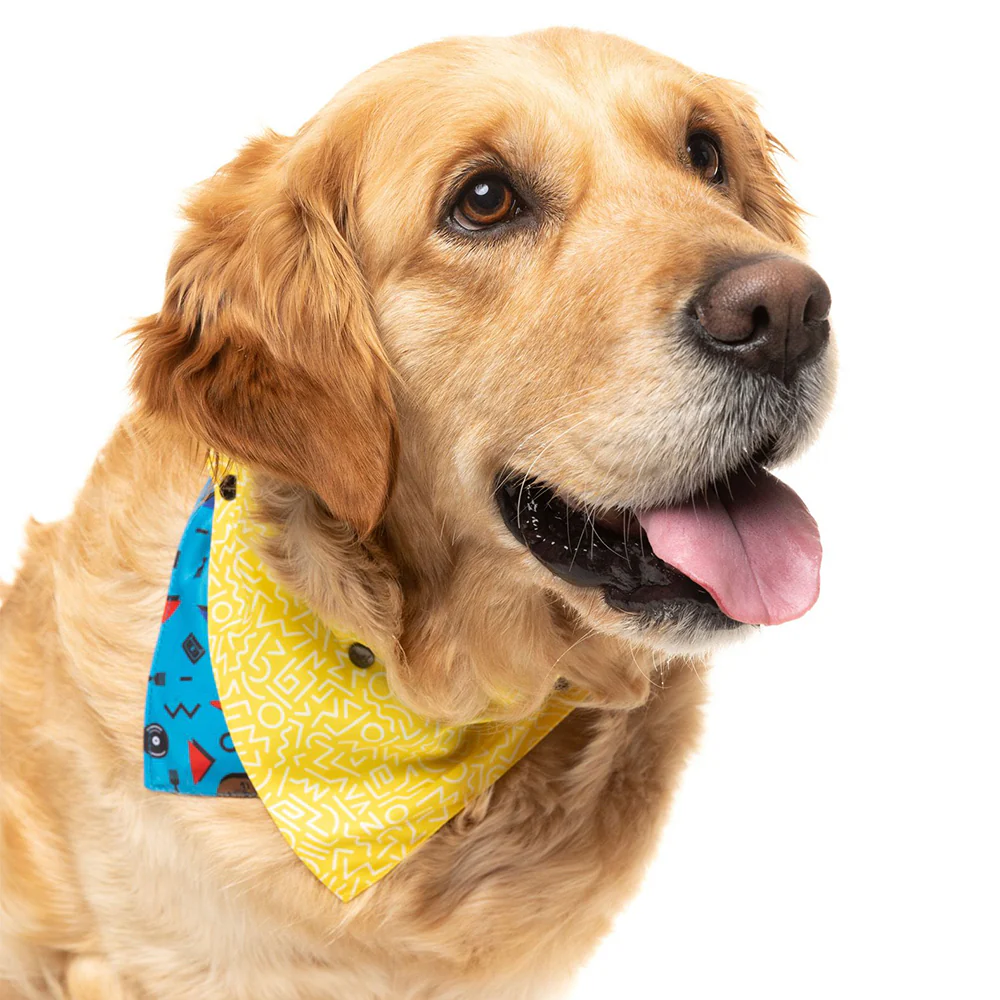 FUZZYARD Kings Of Gold School Bandana for Medium and Large Dogs - Image 5