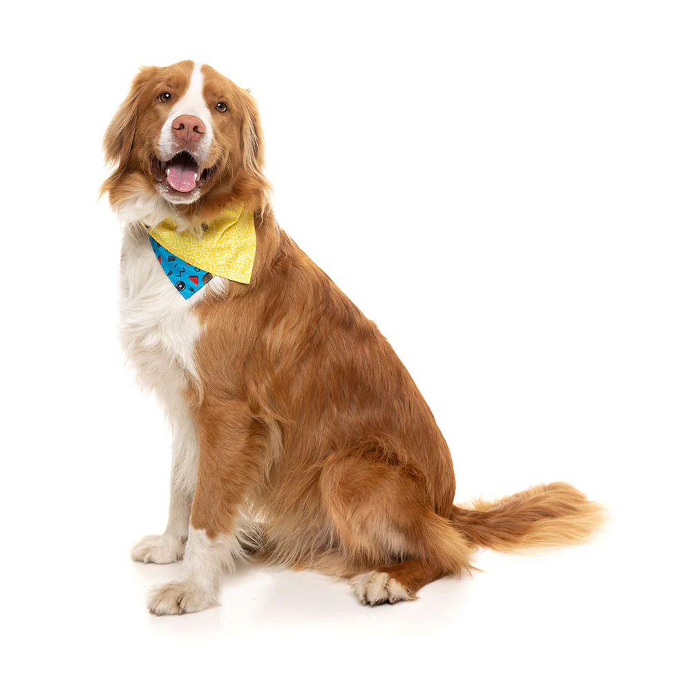 FUZZYARD Kings Of Gold School Bandana for Medium and Large Dogs - Image 6