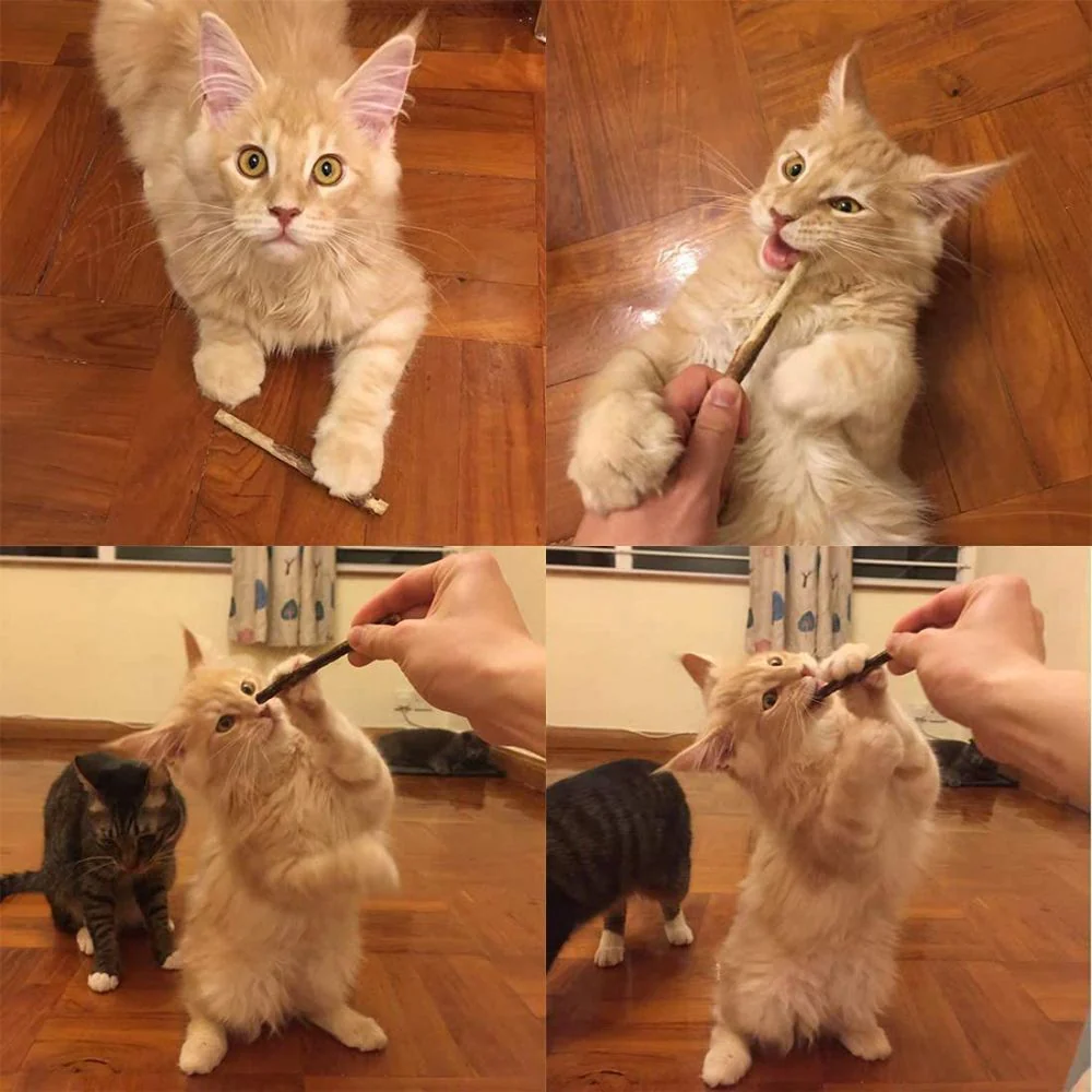 GREPETS SilverVine Catnip Cat Dental Sticks 5Pcs - Image 6