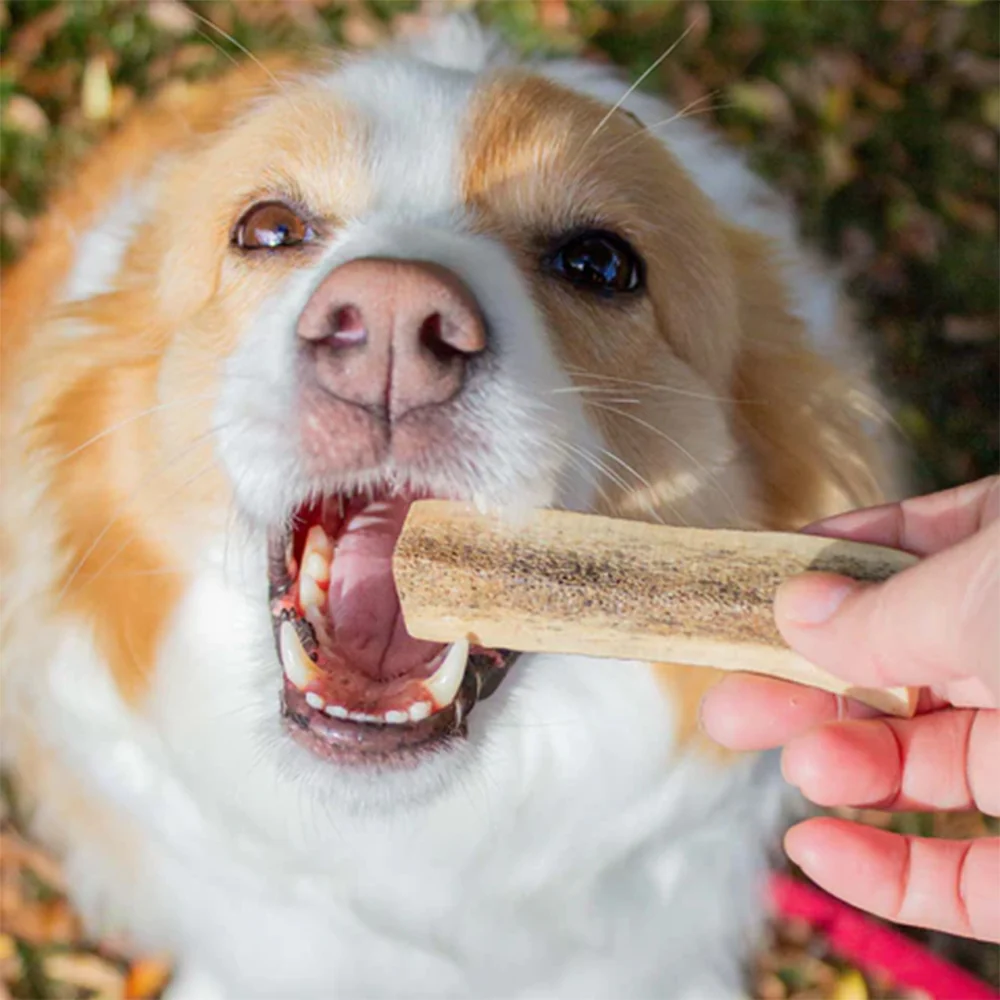 KORURE PETS Deer Antler X-Small Dog Dental Chew Treats 75g - Image 3