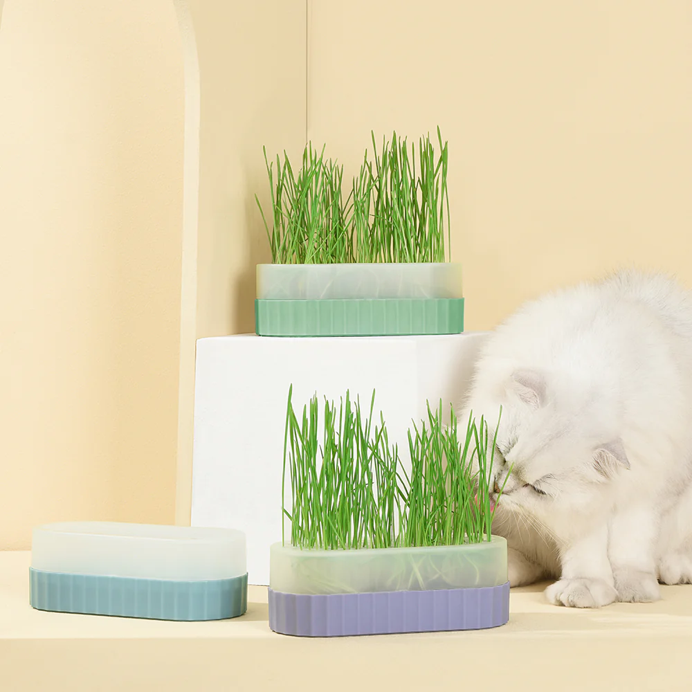 PAKEWAY Green Cat Grass Pot with 2 pcs bags of Wheat Seed - Image 13