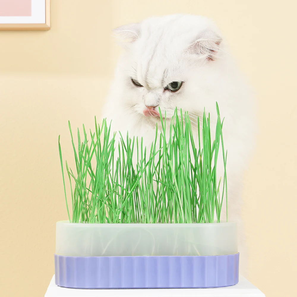 PAKEWAY Green Cat Grass Pot with 2 pcs bags of Wheat Seed - Image 2