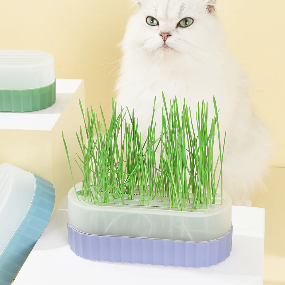 PAKEWAY Purple Cat Grass Pot with 2 pcs Bags Of Wheat Seed - Image 4