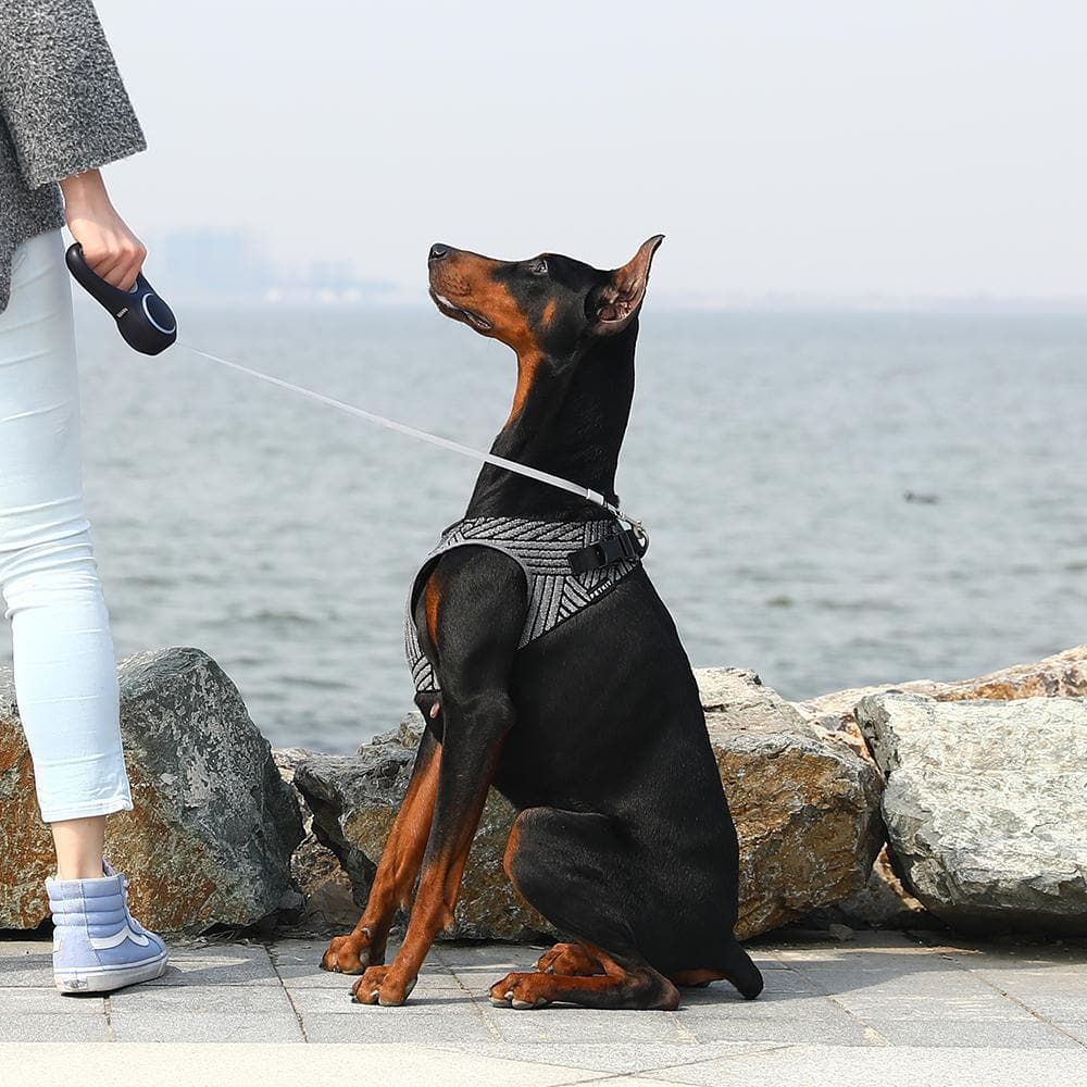 PETKIT Air Fly Large Dog Harness - Image 4