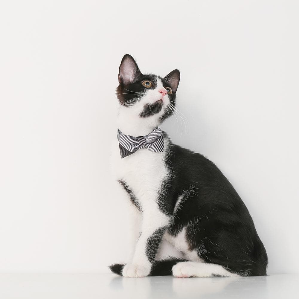 PIDAN A1 Bow Tie Cat Collar - Image 4