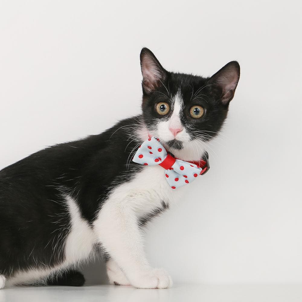 PIDAN A6 Bow Tie Cat Collar - Image 3