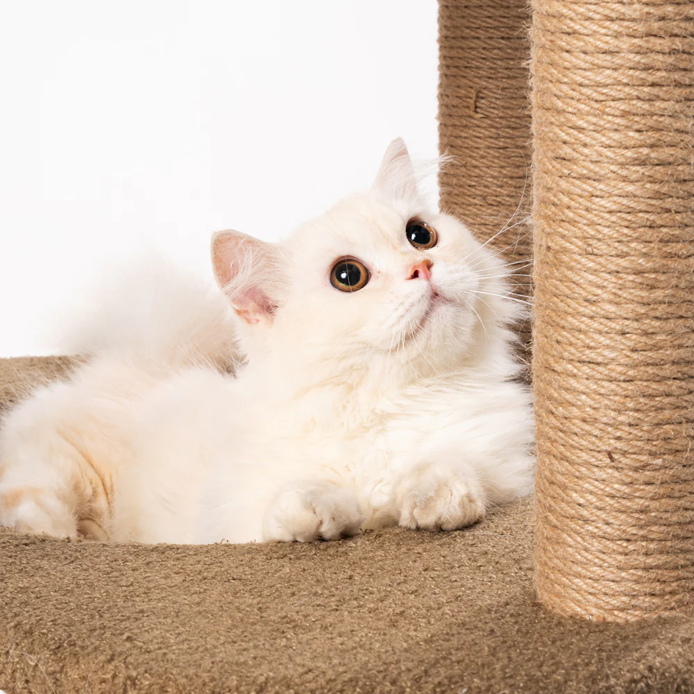 PIDAN Fun Play Cat Tree - Image 4