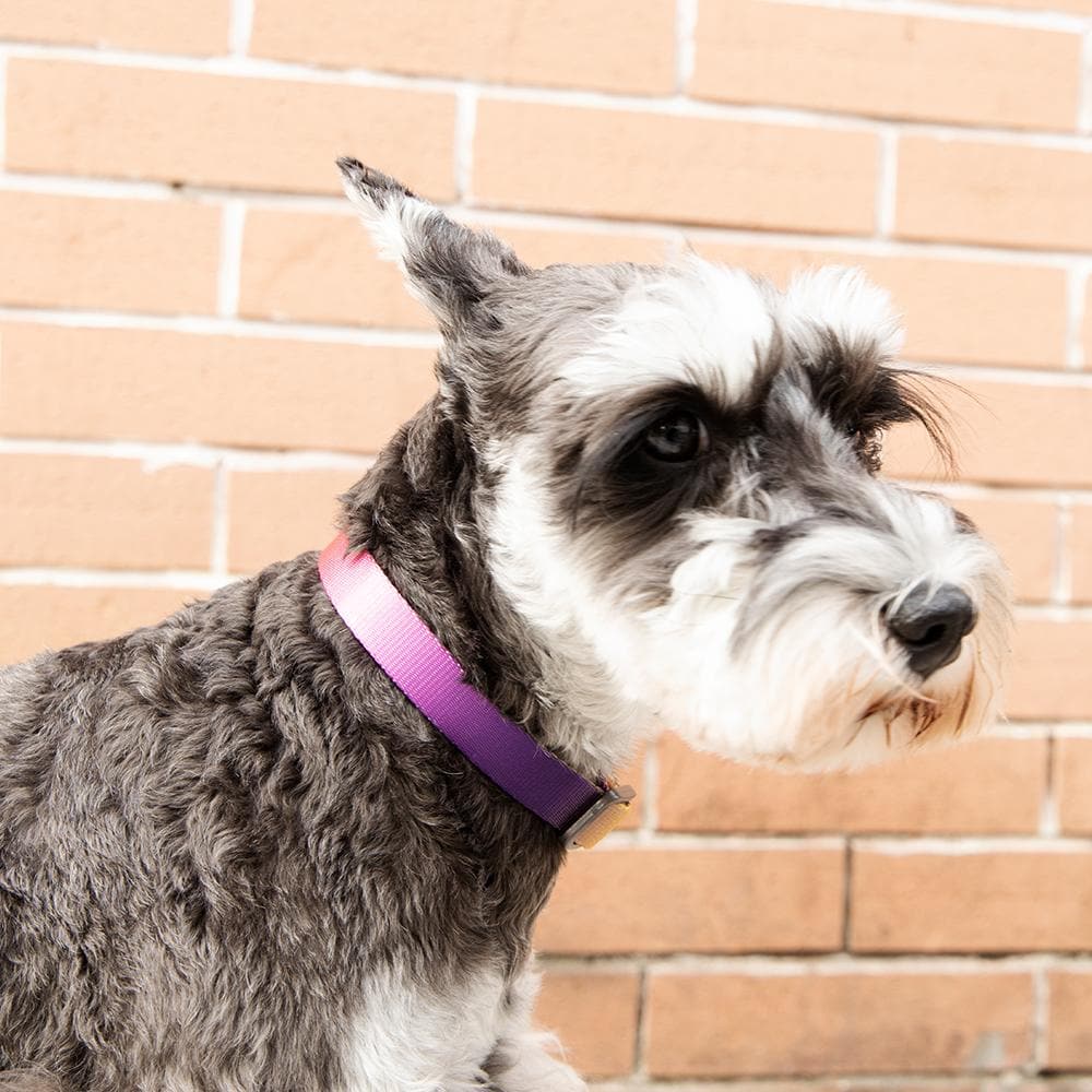 PIDAN S3 Dog Collar - Image 4