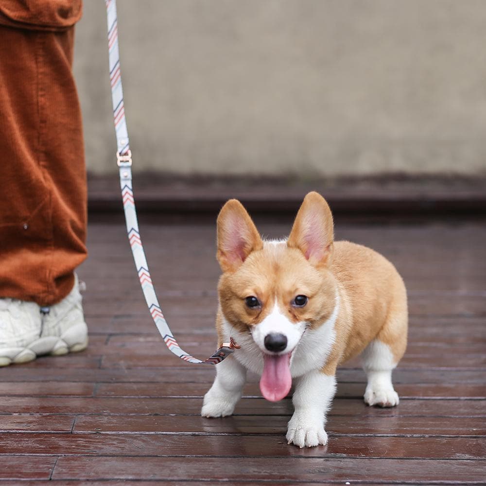 PIDAN A1 Bracelet Dog Leash - Image 6