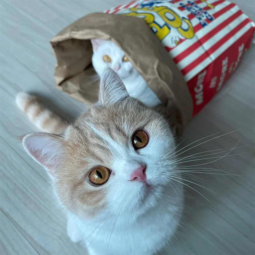 Popcorn Brown Paper Bag Pet Toy - Image 9