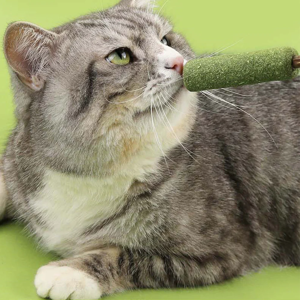 Popsicle Catnip Cat Molar Stick - Image 4