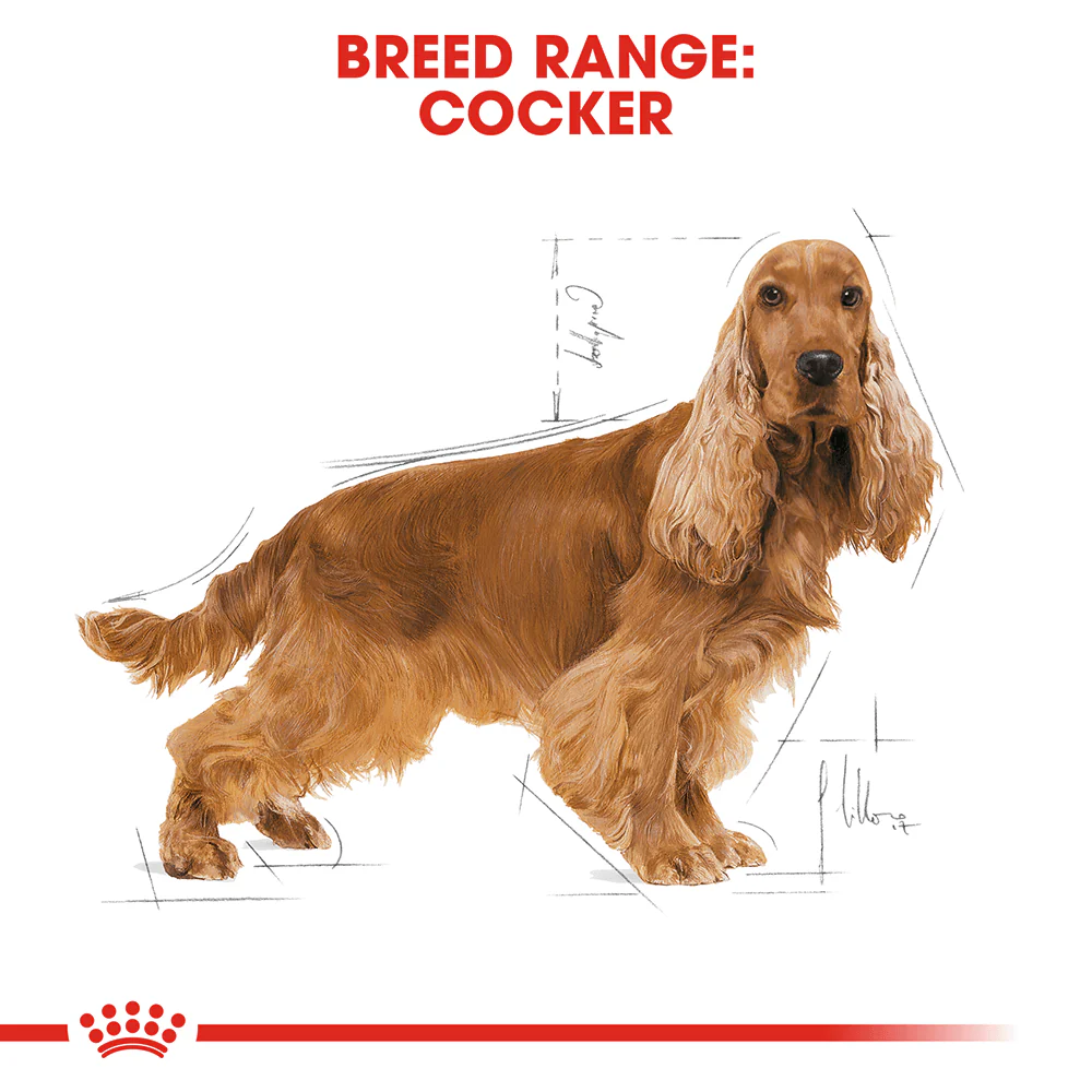 ROYAL CANIN Cocker Spaniel Adult Dry Dog Food 12kg - Image 2