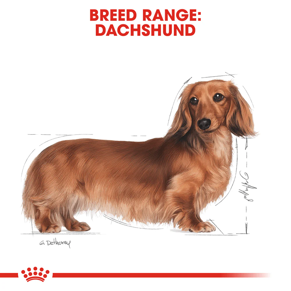 ROYAL CANIN Dachshund Adult Dry Dog Food 1.5kg - Image 2