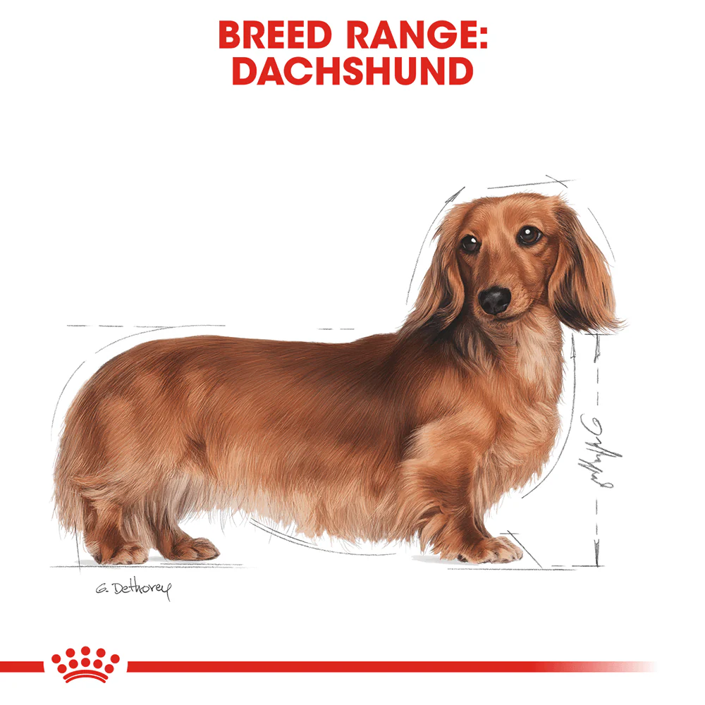 ROYAL CANIN Dachshund Adult Wet Dog Food - Image 2