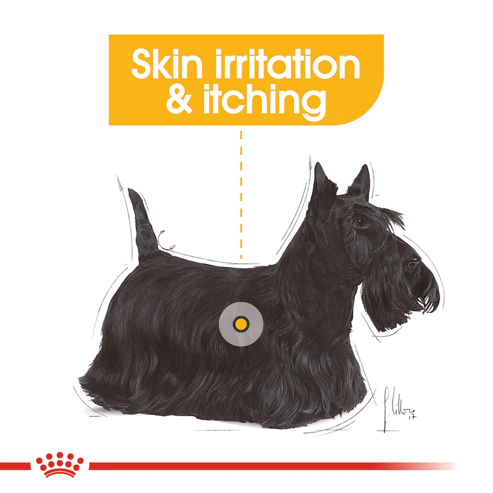 ROYAL CANIN Dermacomfort Loaf Adult Wet Dog Food - Image 2