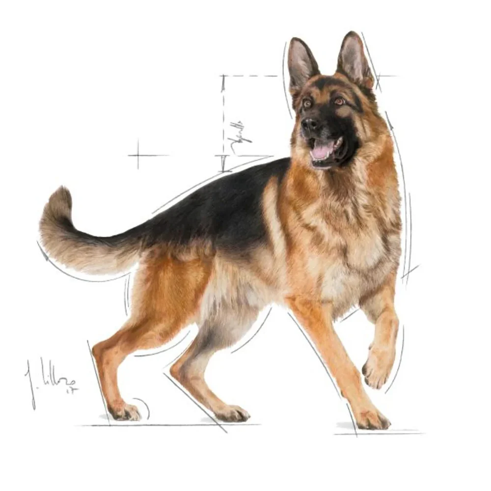ROYAL CANIN German Shepherd 11kg - Image 3