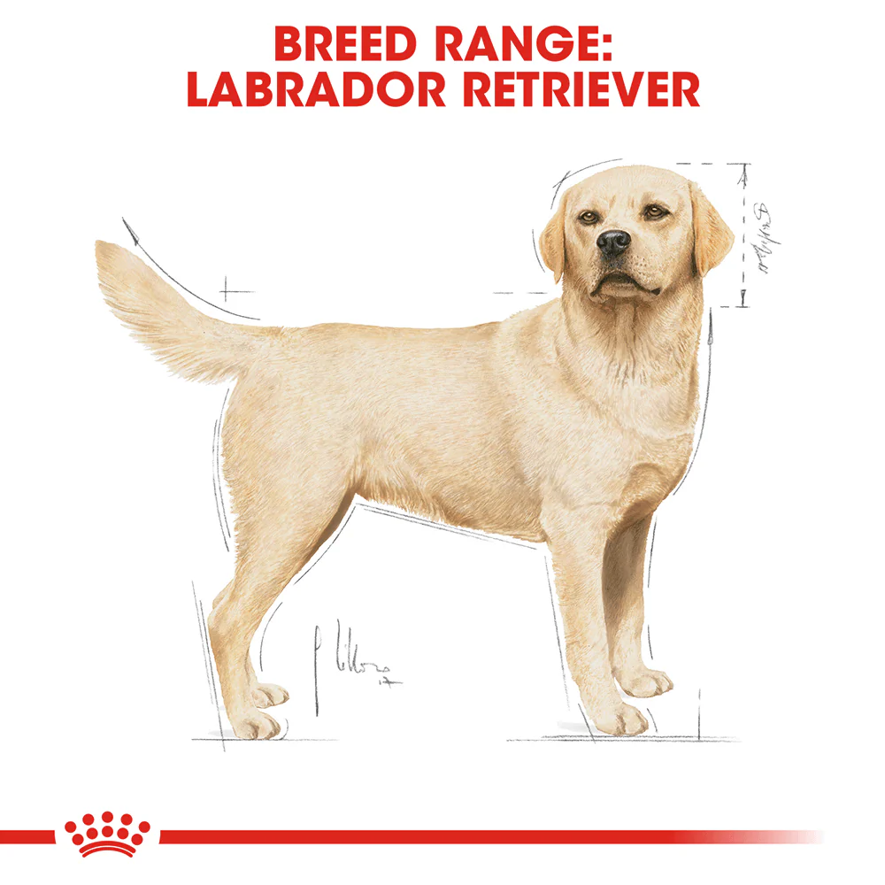ROYAL CANIN Labrador Adult Dry Dog Food 3kg - Image 2