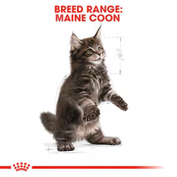 ROYAL CANIN Maine Coon Kitten Dry Cat Food 2KG - Image 2
