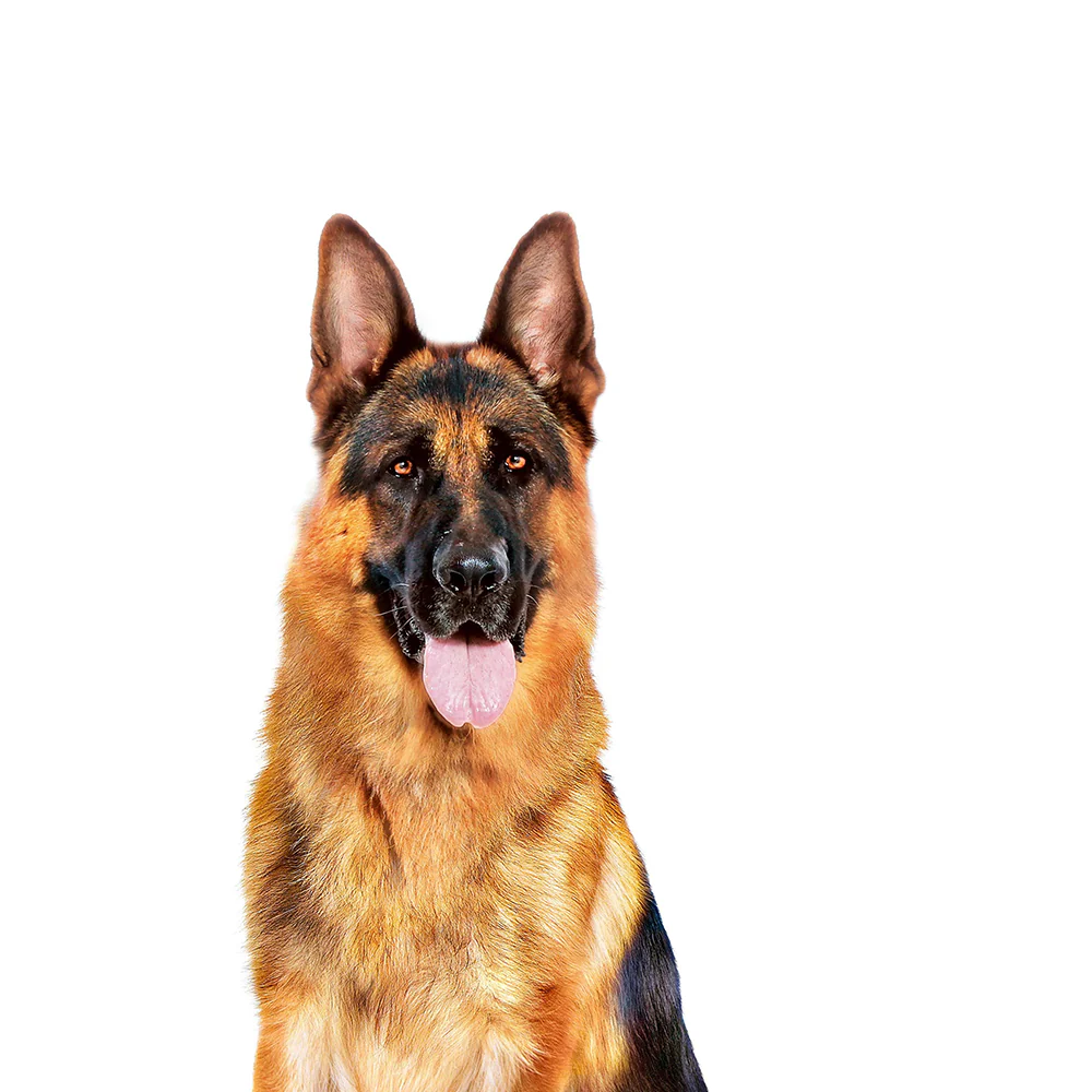 ROYAL CANIN Maxi Adult Wet Dog Food - Image 3
