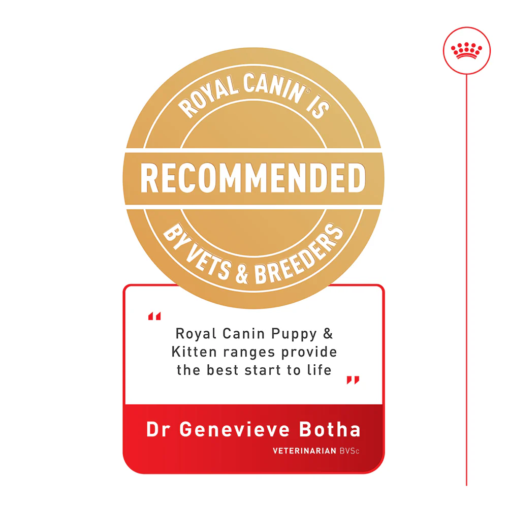 ROYAL CANIN Maxi Adult Wet Dog Food - Image 4