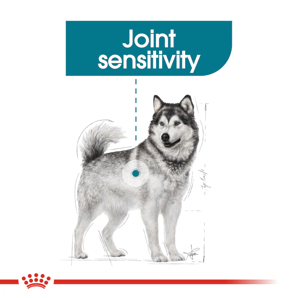 ROYAL CANIN Maxi Joint Care Adult Dry Dog Food 10kg - Image 2