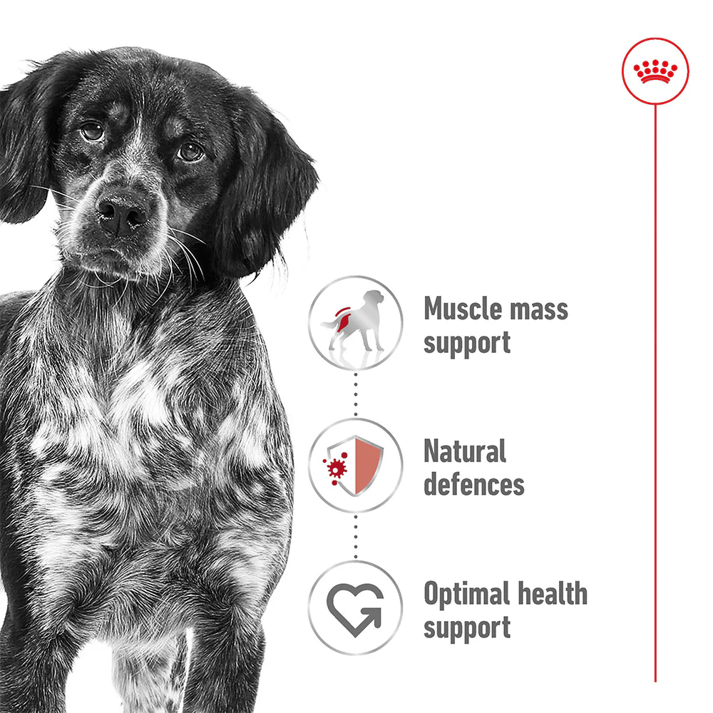 ROYAL CANIN Medium Adult Wet Dog Food - Image 6