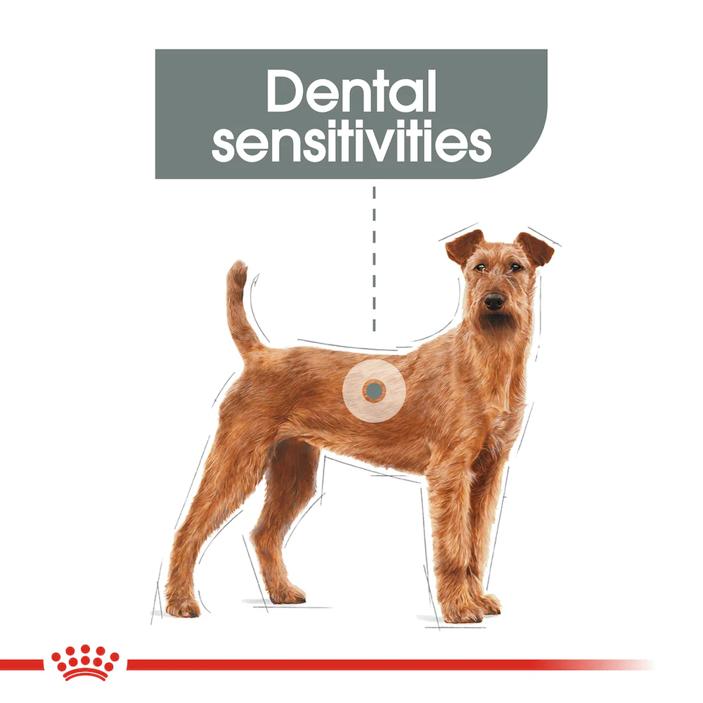 ROYAL CANIN Medium Dental Care Adult Dry Dog Food 10kg - Image 2