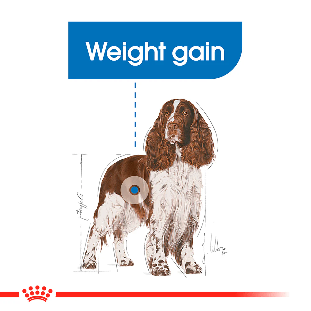 ROYAL CANIN Medium Light Weight Care Adult Dry Dog Food - Image 2
