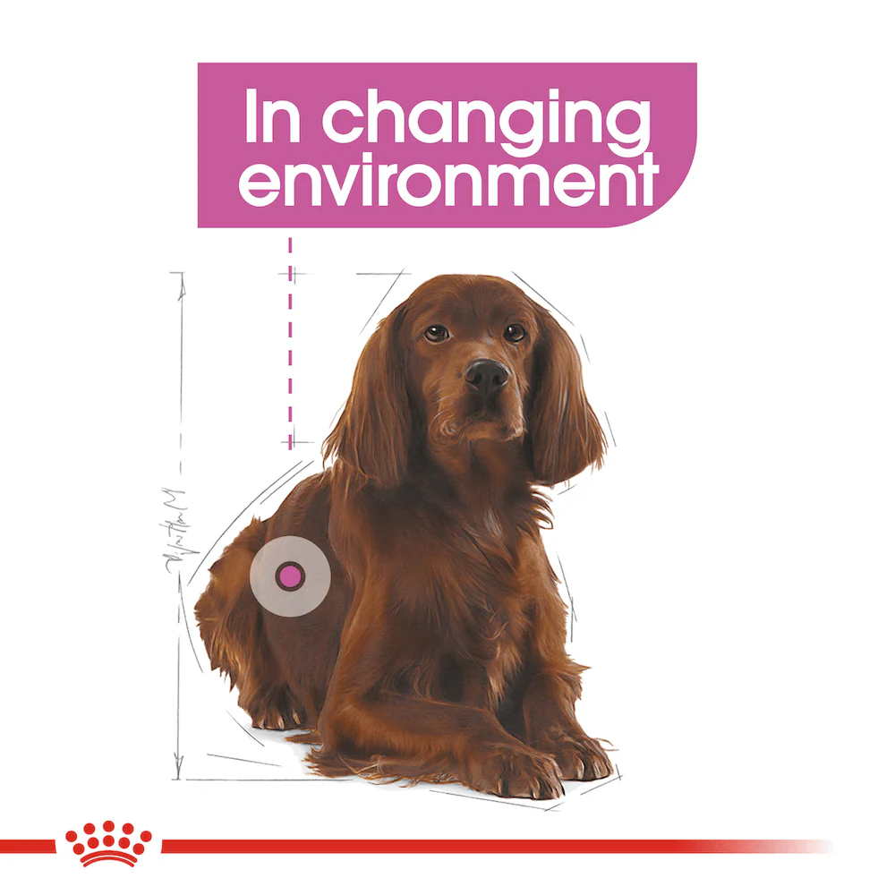 ROYAL CANIN Medium Relax Care Adult Dry Dog Food 3kg - Image 2