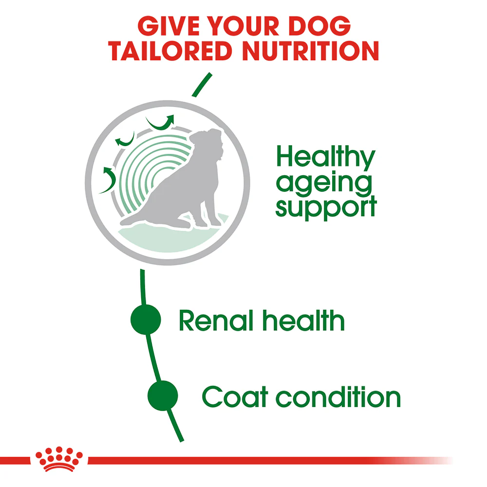 ROYAL CANIN Mini Ageing 12+ Dry Dog Food 1.5kg - Image 3