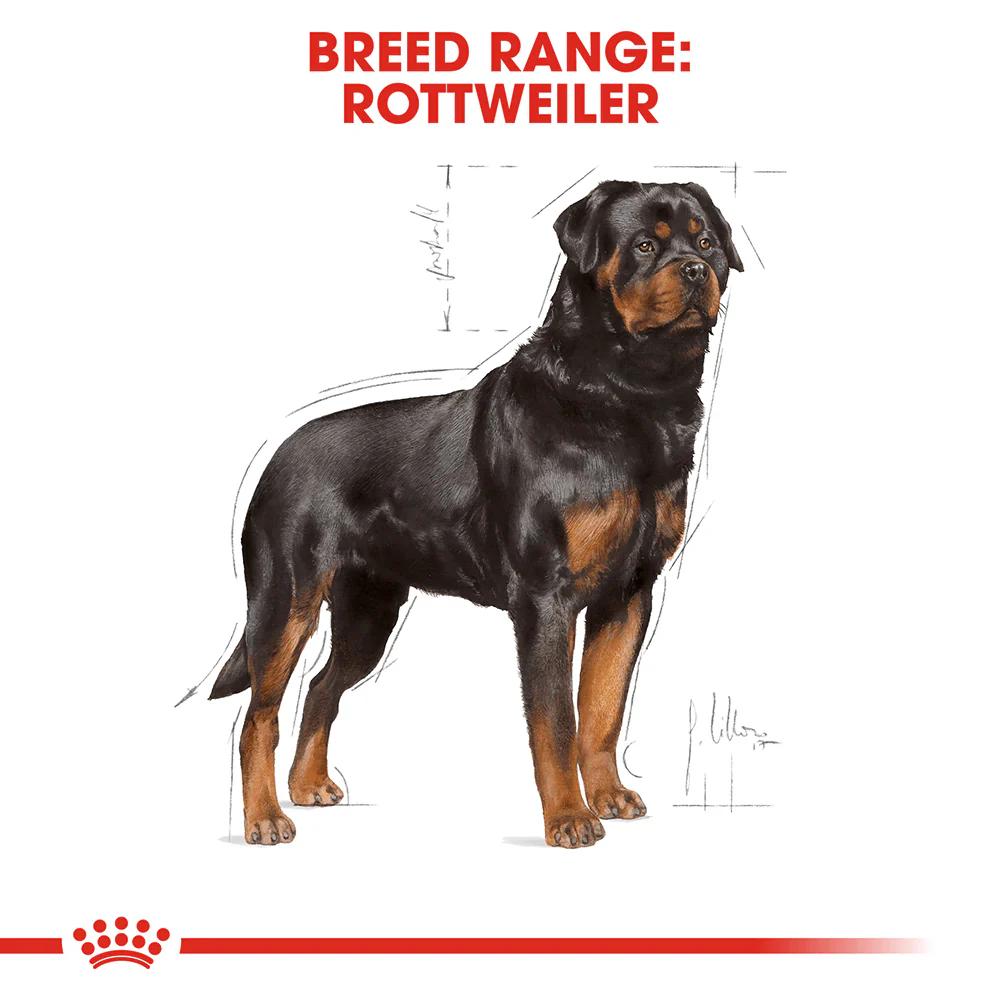 ROYAL CANIN Rottweiler Adult Dry Dog Food 12kg - Image 2