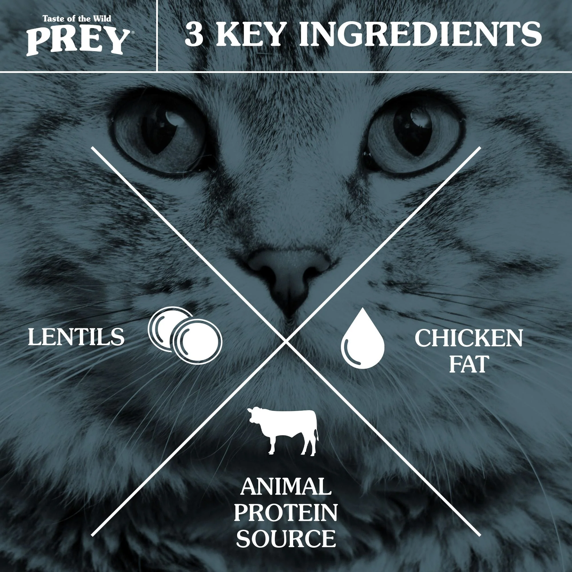 TASTE OF THE WILD Prey Angus Beef Grain Free Dry Cat Food - Image 4