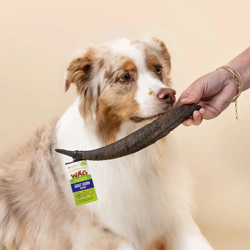 WAG Goat Horn Natural Dried Small Single Dog Treat - Image 5