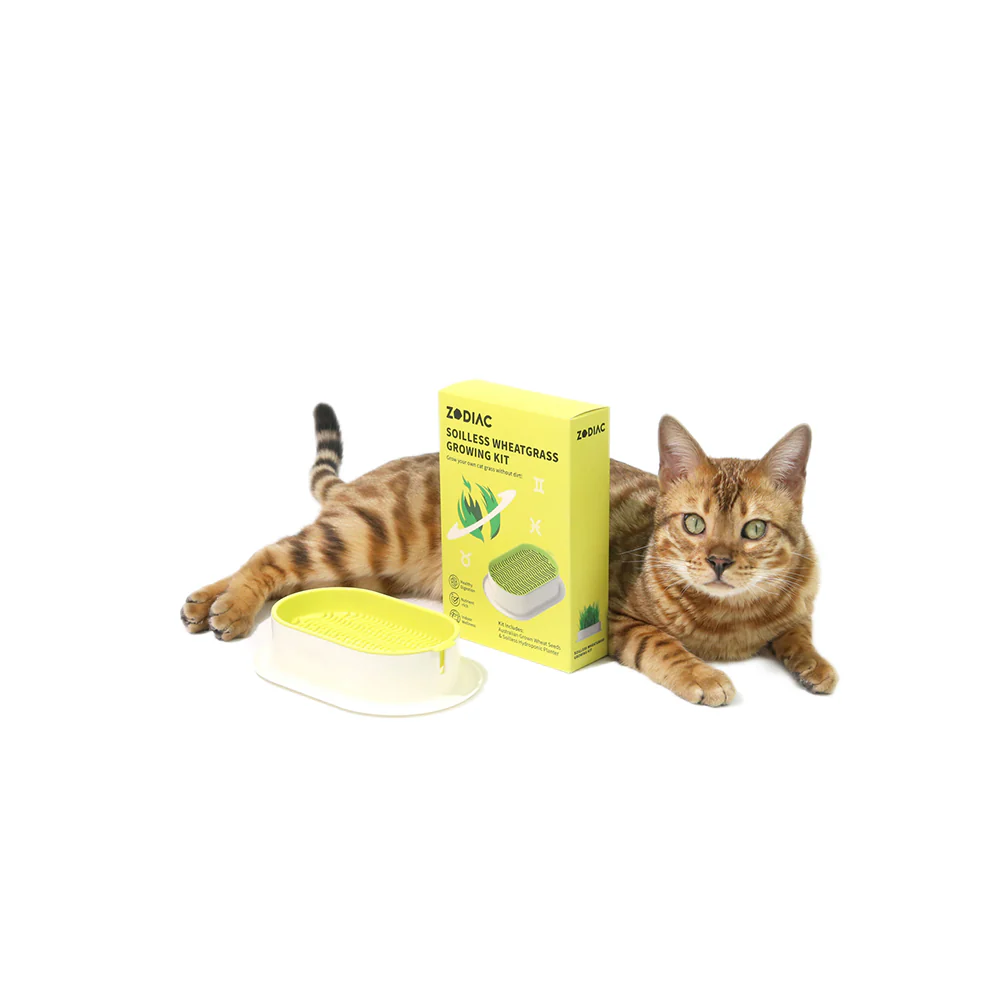 ZODIAC Soilless Wheatgrass Growing Kit - Green - Image 13