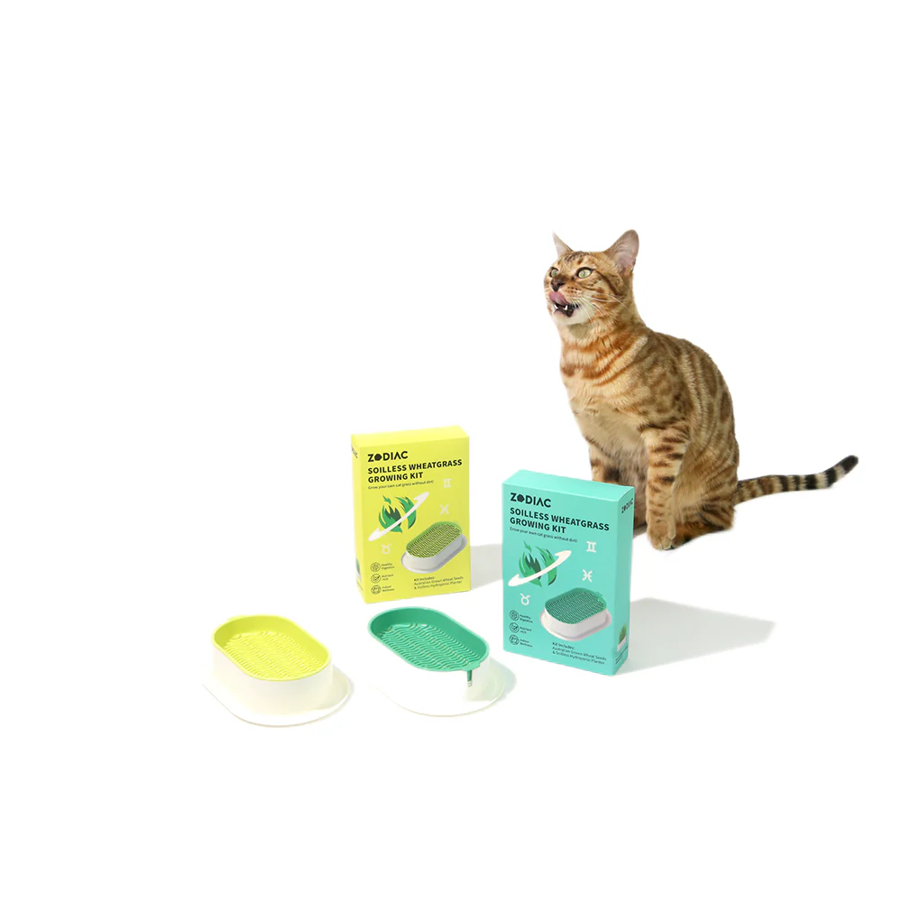 ZODIAC Soilless Wheatgrass Growing Kit - Green - Image 14