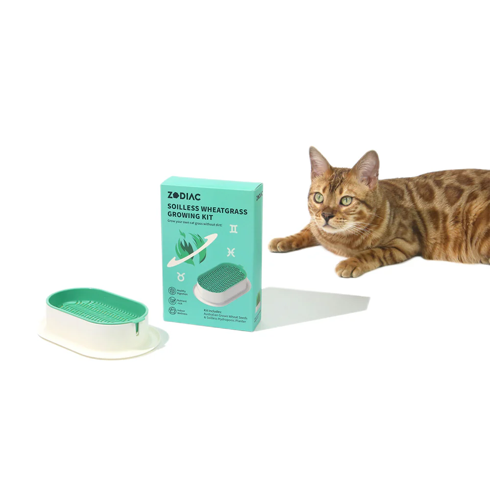 ZODIAC Soilless Wheatgrass Growing Kit - Green - Image 2