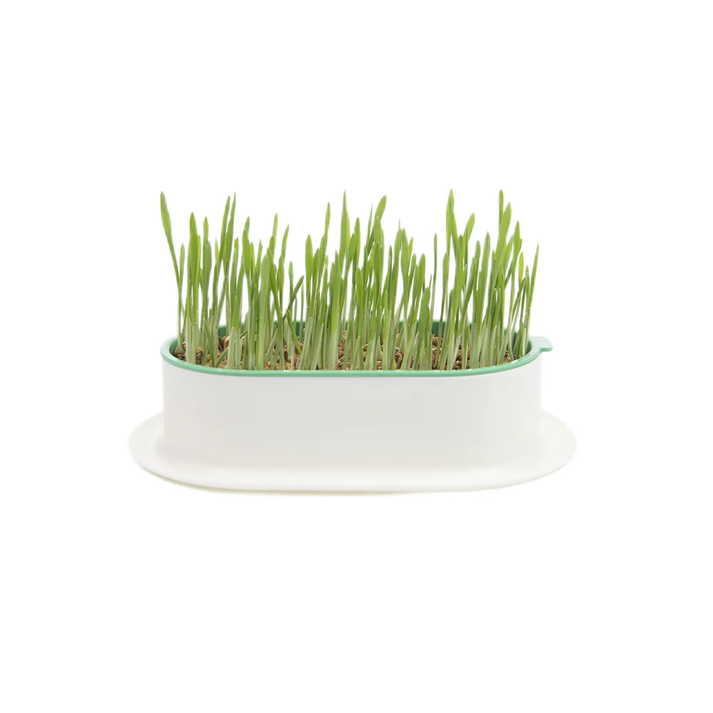 ZODIAC Soilless Wheatgrass Growing Kit - Green - Image 3