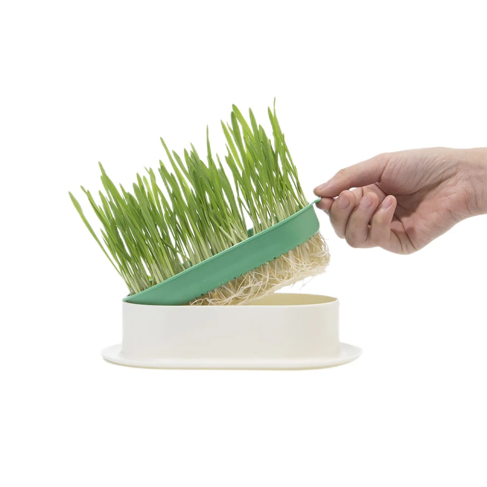 ZODIAC Soilless Wheatgrass Growing Kit - Yellow - Image 10