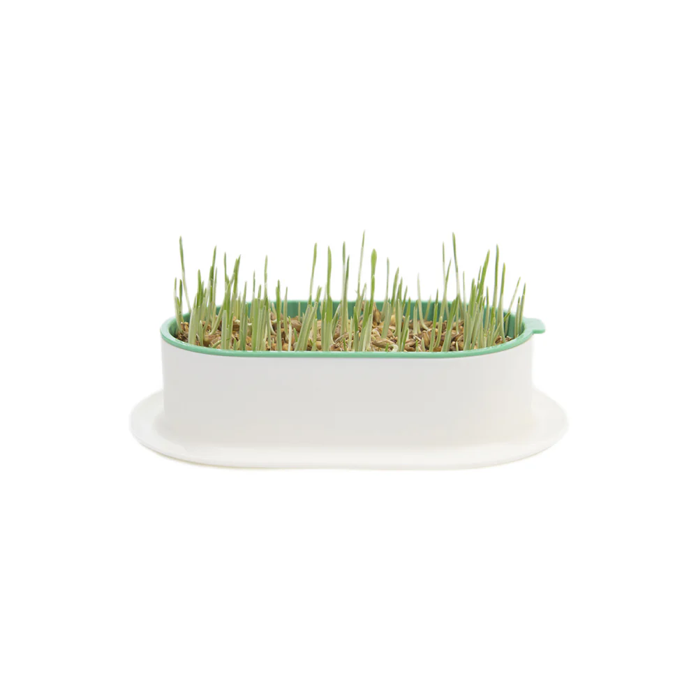 ZODIAC Soilless Wheatgrass Growing Kit - Yellow - Image 12