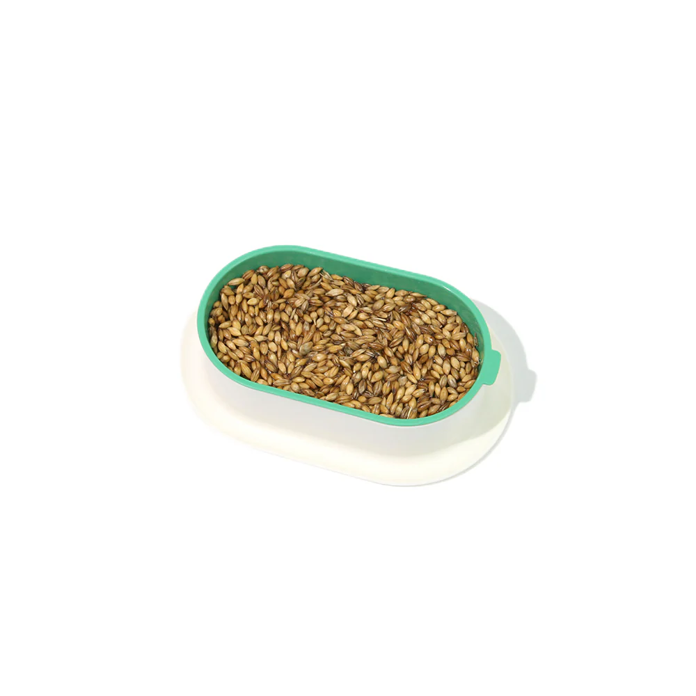 ZODIAC Soilless Wheatgrass Growing Kit - Yellow - Image 15